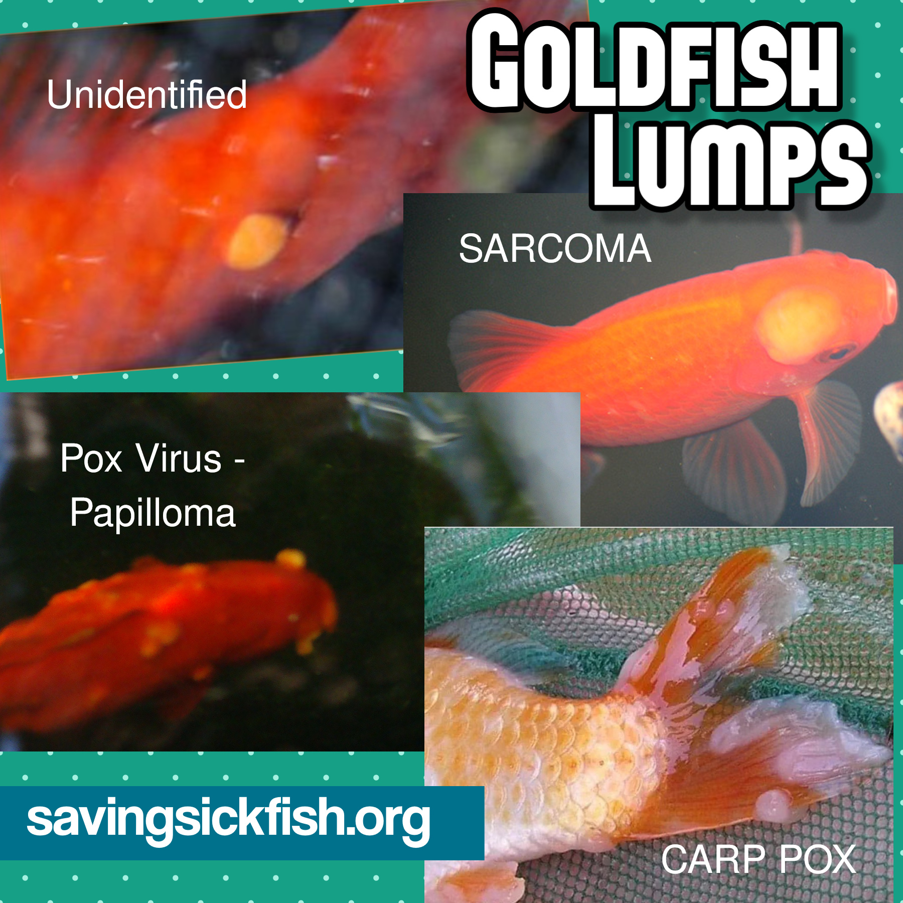 Pond Goldfish Has Lumps in The Skin: Goldfish Lumps & Pox Virus ...